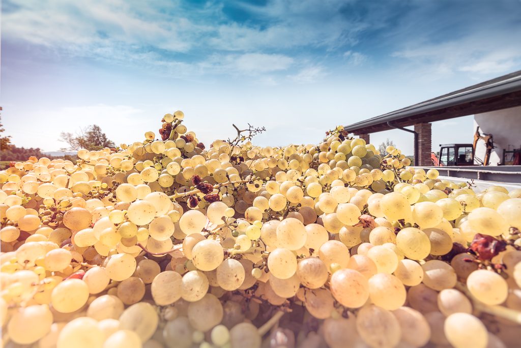 white grapes in vineyard