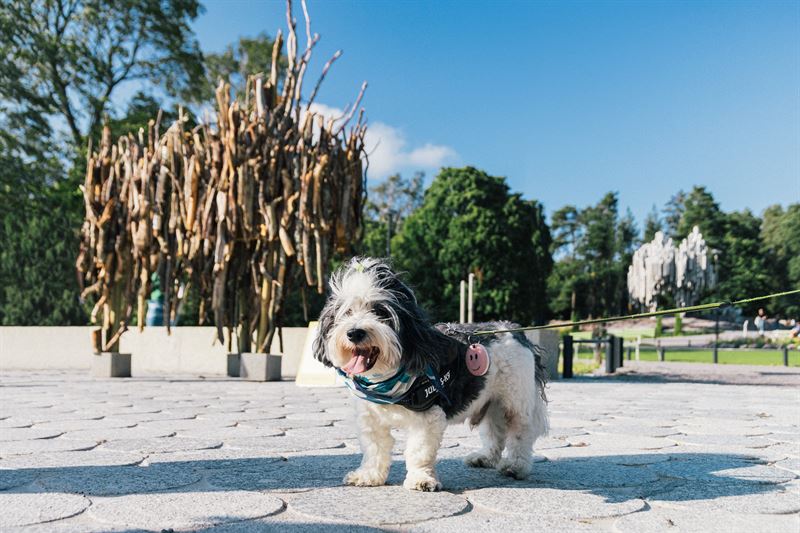 My Helsinkig The Doggy Route to Happiness